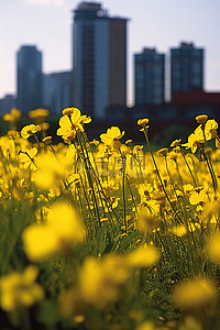 东京日本背景图片_许多黄色的花朵生长在田野里