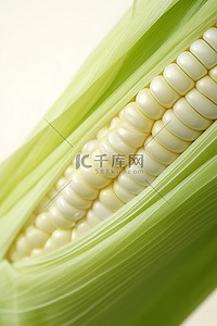 玉米在张开的耳朵上的特写照片