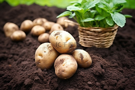铁板鱿鱼土豆背景图片_当土壤铺开时，土豆坐在地上