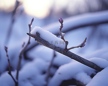 冬天背景图片_一根被雪覆盖并从雪中伸出的树枝