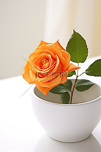 玫瑰白背景图片_白碗中的橙色玫瑰高级免版税1003 001 003