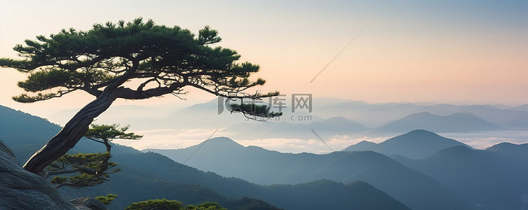 山顶公园背景图片_日出时，一棵松树矗立在山顶