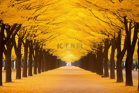 表情包黄人背景图片_韩国秋天的黄树路