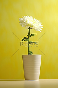 黄漆背景上白色木制容器中的白菊花