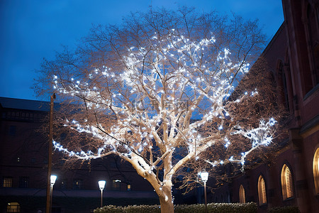 城市的冬天背景图片_城市里一棵亮着灯的白树