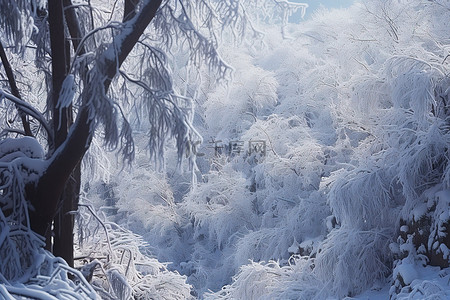 一片积雪覆盖的森林，树木茂盛