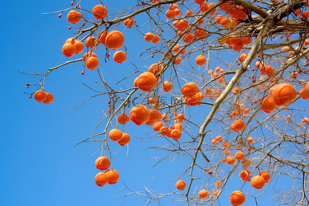 橙色浆果从树上掉下来，映衬在蓝天上
