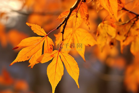 树上叶子的黄色和橙色调色板