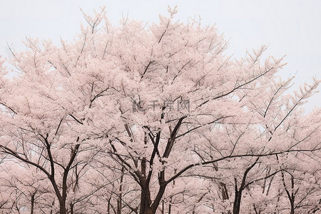 春天粉色樱花背景图片_春天里鲜花盛开的树木