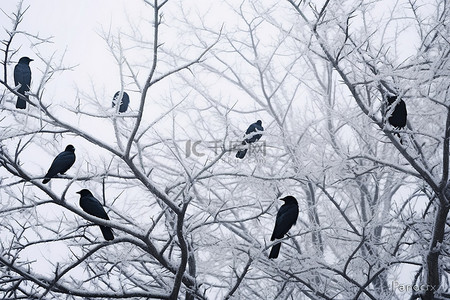 冬天的树枝背景图片_乌鸦栖息在被雪覆盖的树枝上