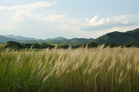 东南亚风背景图片_高高的草丛后面的山丘