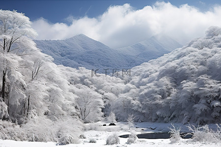 地区蓝色背景图片_冬天有雪覆盖的树木山脉和树木的地区