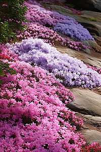 紫色的杜鹃花，白色的花朵，散落在地上