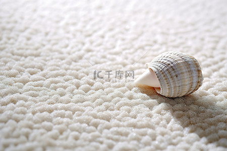 白色地毯上的一个小贝壳