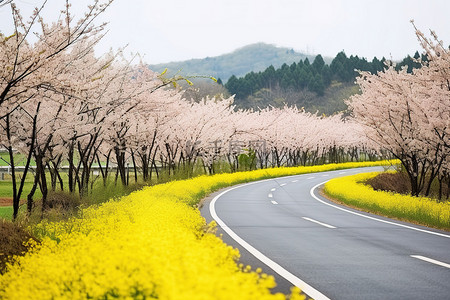 油菜花田背景背景图片_亚洲的一条路两旁开满了黄色的花朵