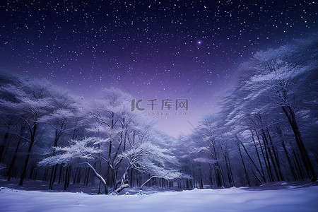 夜晚的雪背景图片_夜晚的白雪覆盖的森林