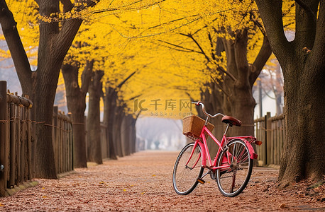 公园树林背景背景图片_一辆自行车停在树林小巷旁边