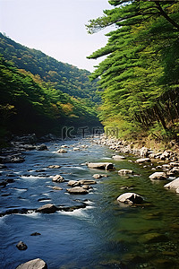 河流森林背景图片_河流沿着森林流淌