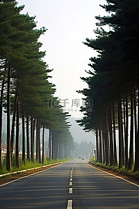 安静交通背景图片_一条安静的路，两边都有一些松树