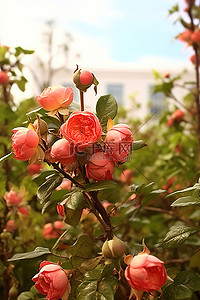 花园里的桃玫瑰丛