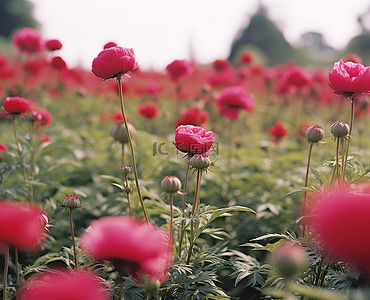 植物香背景图片_红色花田上的中国花园