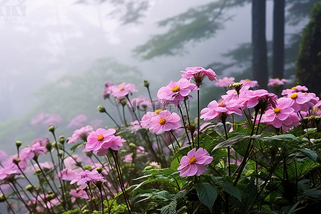 粉色雾背景图片_雾中的粉色花朵和树木
