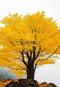 森林中一棵黄叶树的图像