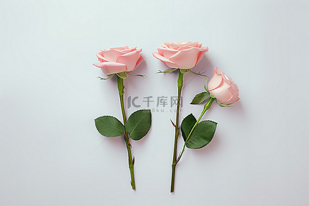 两朵粉红玫瑰，标签还留着