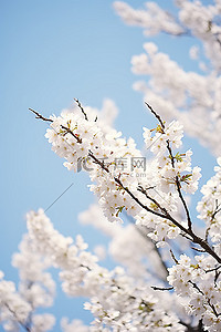 粉色，樱花背景图片_蓝天一棵树上的花朵