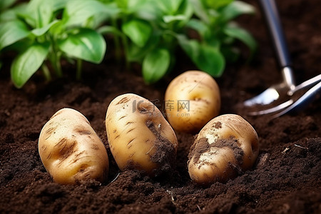 自有种植背景图片_英国园丁在土壤中种植土豆