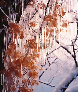 雪枫叶背景图片_冰在树枝下形成冰柱