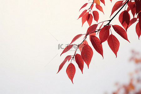 楓葉背景图片_一棵红叶树的图像