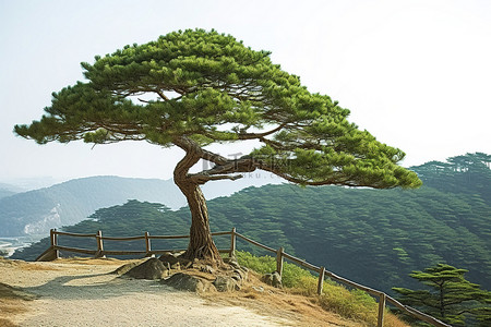 朝鲜平壤山坡上的一棵松树