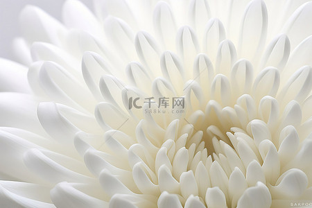 白菊花的特写图像