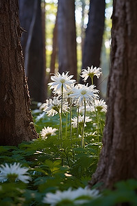 一群花朵背景图片_白色的花朵生长在一群树之间