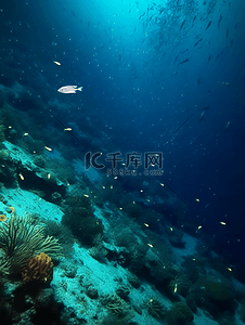 海底世界珊瑚植物热带鱼广告背景