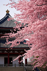 首尔宝塔粉红色樱花