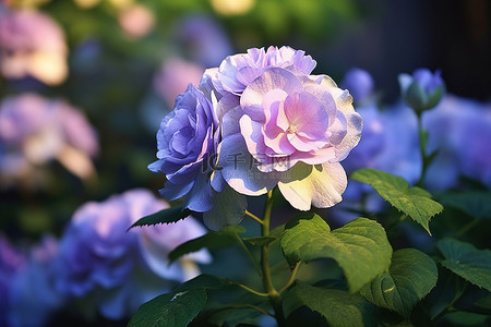 花玫瑰背景图片_蓝玫瑰盛开