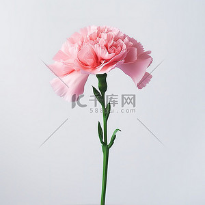 白色背景的花瓶里有一朵粉色康乃馨花