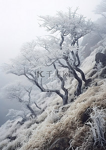 雪雾中山上结霜的树木