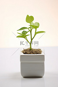 一株绿色植物背景图片_一株绿色植物坐落在白色方形花盆上