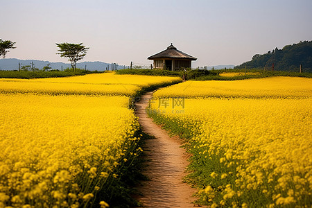 一条黄色的小路通向黄色的花园