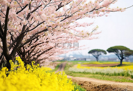 花卉樱花背景图片_济州岛樱花摄影