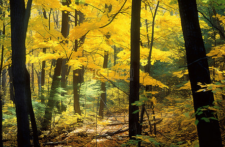 森林树叶拍摄森林里秋天的光明面