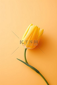 橙色的花背景图片_橙色背景上孤立的单黄色郁金香