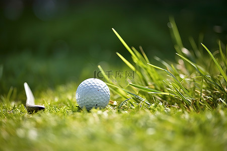 高尔夫球头像背景图片_草坪上的高尔夫球和木头