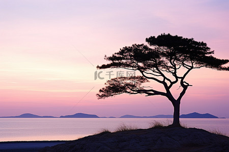 松树树脂背景图片_一棵孤树孤零零地矗立在美丽的夕阳下