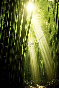阳光透过树背景图片_光线透过几棵高大的竹树照射进来
