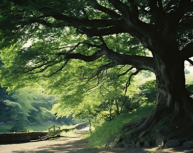 一棵老树坐落在绿色小路的中间