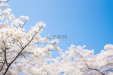绽放背景背景图片_白树在蓝天前绽放